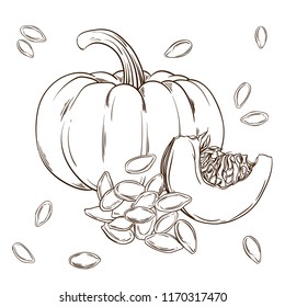 Pumpkin and seeds realistic isolated. Vector illustration of food. Hand drawing plants.