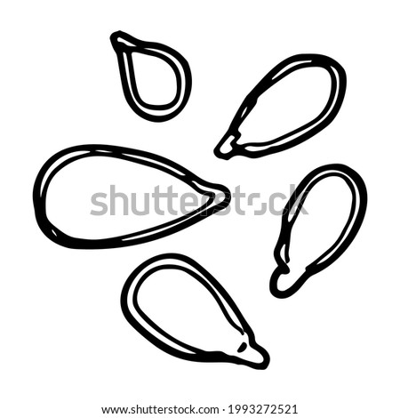 Pumpkin seeds, seeds. Single element. Hand-drawn. Doodle, sketch, icon. Vector illustration for seasonal designs, menus, prints. On white background.