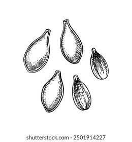 Pumpkin seeds sketch. Autumn vegetable hand-drawn vector illustration. Vintage Thanksgiving day design element. NOT AI generated