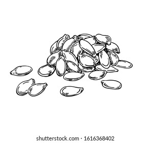 Sunflower Seeds  Sunflower Seed Line Drawing  500x500 PNG Download   PNGkit