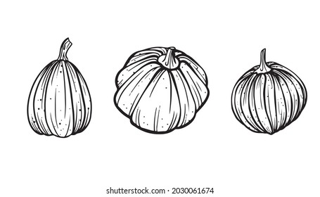 Pumpkin set autumn collections vector isolated icons