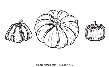 Pumpkin set autumn collections vector isolated icons