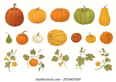 Pumpkin. Set. Botanical vintage illustration. 