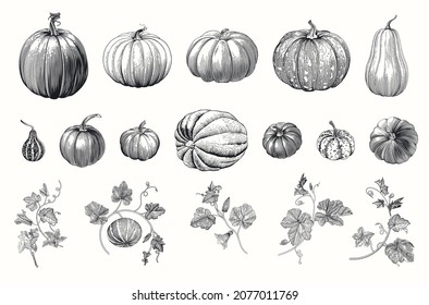 Pumpkin. Set. Botanical vintage illustration. Black and white 