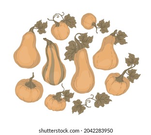 Pumpkin set. For cookbook, recipes, menu. Pumpkin leaves. Autumn decorative design, Halloween, Thanksgiving day. Isolated vector colorful element on a white background. 