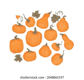 Pumpkin set. For cookbook, recipes, menu. Pumpkin leaves and flower. Autumn decorative design, Halloween, Thanksgiving day. Isolated vector colorful element on a white background. 