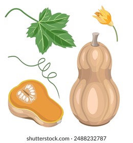 Kürbisset, halber Kürbis, Blätter, Blume, isoliert auf weißem Hintergrund. Vektorillustration für Herbstdesigns, Textilien, Papier.