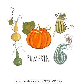 Pumpkin set for halloween in hand drawn style. Orange and green pumpkins. Vector flat illustration.