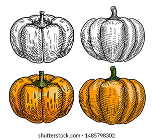Pumpkin set hand drawn for Thanksgiving Day and Halloween. Autumn harvest.