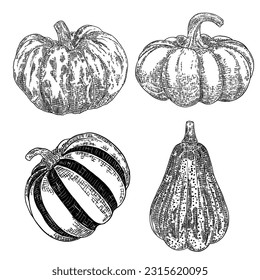 Pumpkin set isolated on a white background. Ink hand drawn sketch of pumpkin or butternut squash and gourd. Symbols for agriculture harvest and Thanksgiving or Halloween holidays decoration. Vector.