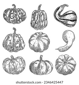 Pumpkin set isolated on a white background. Ink hand drawn sketch of pumpkin or butternut squash and gourd. Symbols for agriculture harvest and Thanksgiving or Halloween holidays decoration. Vector.
