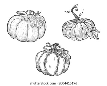 pumpkin set line art sketch engraving vector illustration. T-shirt apparel print design. Scratch board imitation. Black and white hand drawn image.