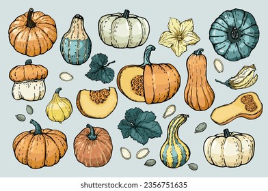 Pumpkin set  Pumpkins various shapes  colors   characters  hand  drawn and an outline  Sketch  Vector illustrated clipart 