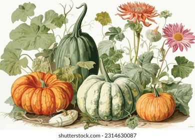 Pumpkin set of ripe pumpkins, leaves, pumpkin slices, seeds. Vector illustration in a flat style on a white background.