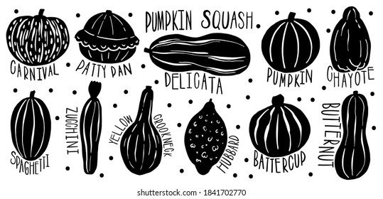 Colección de nombres de tipo de juego de calabaza.Forma de variedades y color.Colección de elementos dibujados a manoIlustración de vectores.