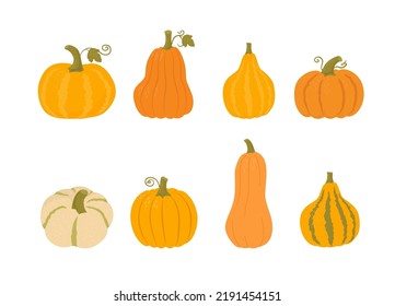 Pumpkin set of various shapes and colors on white bacground. Traditional autumn vegetables, harvest. Thanksgiving and Halloween Elements. Organic food