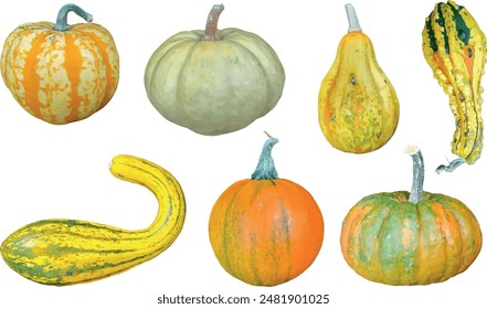 pumpkin set. vector file. isolated. transparent