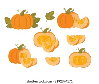 Pumpkin set whole, slice and halves vector illustration. Autumn vegetables on white background. Vegetarian food