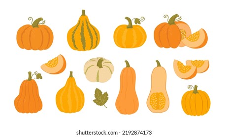 Dibujo vectorial de la calabaza entera, dividida y mitades. Hortalizas tradicionales de otoño, cosecha. Comida vegetariana. Diseño de Acción de Gracias. Mercado de agricultores