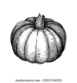 Pumpkin sketch. Autumn vegetable hand-drawn vector illustration. Vintage Thanksgiving day design element. NOT AI generated