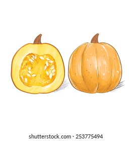 pumpkin sketch draw isolated over white background vector illustration