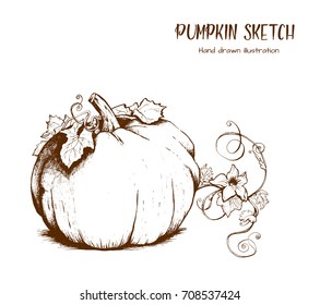 Pumpkin sketch hand drawn illustration. Isolated hand drawn object. Vegetable engraved style illustration. Detailed vegetarian food sketch. Farm market product.