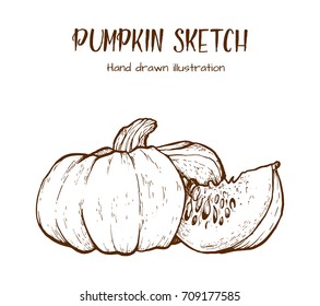 Pumpkin sketch hand drawn