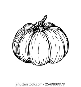 Pumpkin sketch outline illustration. Simple doodle drawing in engraving style. Hand drawn vector line art clipart