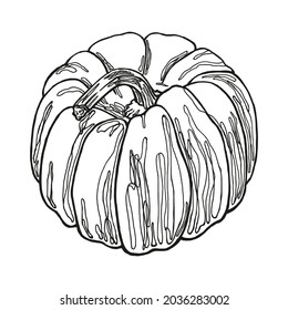 Pumpkin sketch. Outlines of pumpkin hand drawn in ink. Black and white drawing. Isolated image of seasonal gourd on a white background.