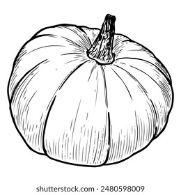 Pumpkin sketch. Ripe vegetable. Healthy vitamin food. Farm product. Harvesting. Hand drawn vector line illustration.