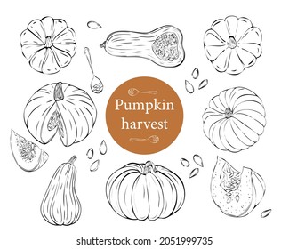Pumpkin sketch vector illustration. Autumn harvest of pumpkin.
Large set of pumpkin harvest. Hand drawn agriculture and farm isolated design elements.