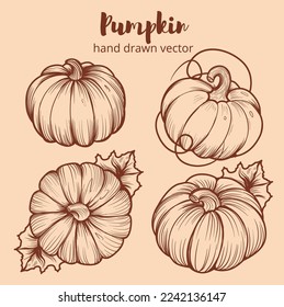 Pumpkin sketches set. Hand drawn pumpkin. seasonal harvest botanical illustration.