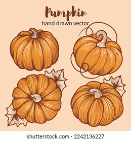Pumpkin sketches set. Hand drawn pumpkin. seasonal harvest botanical illustration.