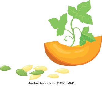 Pumpkin slice with seeds and sprout. Cartoon vegetable plant isolated on white background