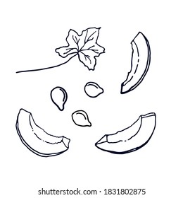 Cortes de calabaza, hojas y semillas. Ilustración vectorial botánica. Planta de otoño dibujada a mano al estilo Doodle. Objeto aislado sobre un fondo blanco. Cómodo elemento de diseño de caída.
