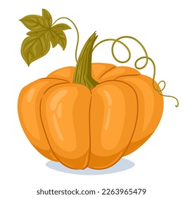 Pumpkin squash. Cartoon orange pumpkin, fall harvest gourd with leaves. Autumn thanksgiving and halloween pumpkin flat vector illustration