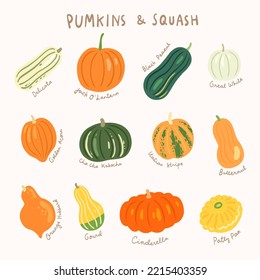 pumpkin and squash varieties illustration