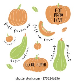 Pumpkin, squash, zucchini, marrow. Various shapes and colors. Perfect for autumn decorative design, thanksgiving and halloween invitation, harvest. Vector flat illustration