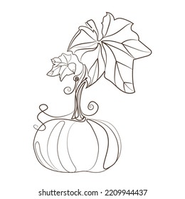 Pumpkin with stem and leaves line art drawing style vector illustration.Minimalist liner sketch pumpkin isolated on white background.
