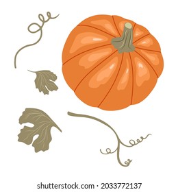 Pumpkin with stems and leaves isolated on white background. Vector illustration of an autumn vegetable in a hand drawn style. 