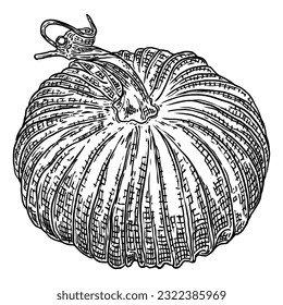 Pumpkin, symbol of harvest and Thanksgiving Day season. Pumpkin or gourd for basket decoration. Holiday Autumn festive drawing. Hand drawing sketch for celebration of fall. Vector.