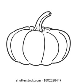 Pumpkin Thanksgiving Fruit Traditional Doodle. Icons Sketch Hand Made. Design Vector Line Art.