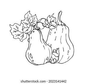 Pumpkin. Thanksgiving and Halloween Element. For cookbook, recipes, menu. 