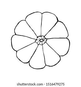 Pumpkin, top view. Hand drawing sketch. Black outline on white background. Picture can be used in advertisement, posters, flyers, banners, logo, further design etc. Vector illustration. EPS10
