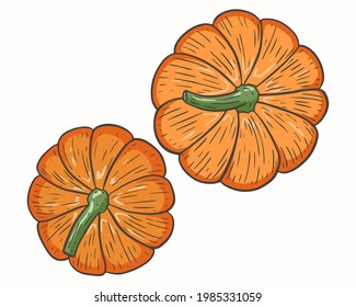 Pumpkin top view, vector. Plucked seasonal autumn vegetables. Orange pumpkins. Thanksgiving day symbol. Hand drawing, fall harvest.