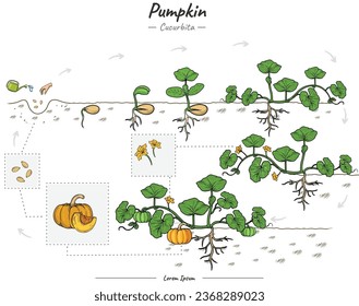 Pumpkin tree growth stages infographic elements. growing Pumpkin tree illustration from seed to be harvested in vector. Can be used for topics like biology or education poster.