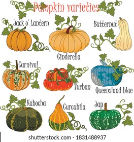 Pumpkin varieties performed in a colorful hand drawn format for illustrations at agricultural fairs in preparation for Halloween