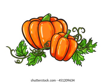Pumpkin vector drawing. Isolated cartoon vegetable with leaves on branch. Hand drawn harvest illustration.
