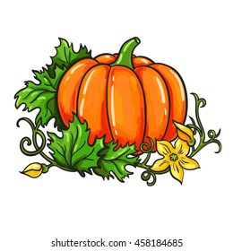 Pumpkin vector drawing. Isolated cartoon vegetable with leaves and flower on branch. Hand drawn harvest illustration.
