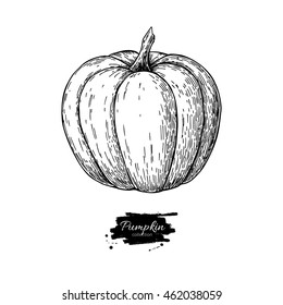 Pumpkin vector drawing. Isolated hand drawn object. Vegetable engraved style illustration. Detailed vegetarian food sketch. Farm market product.